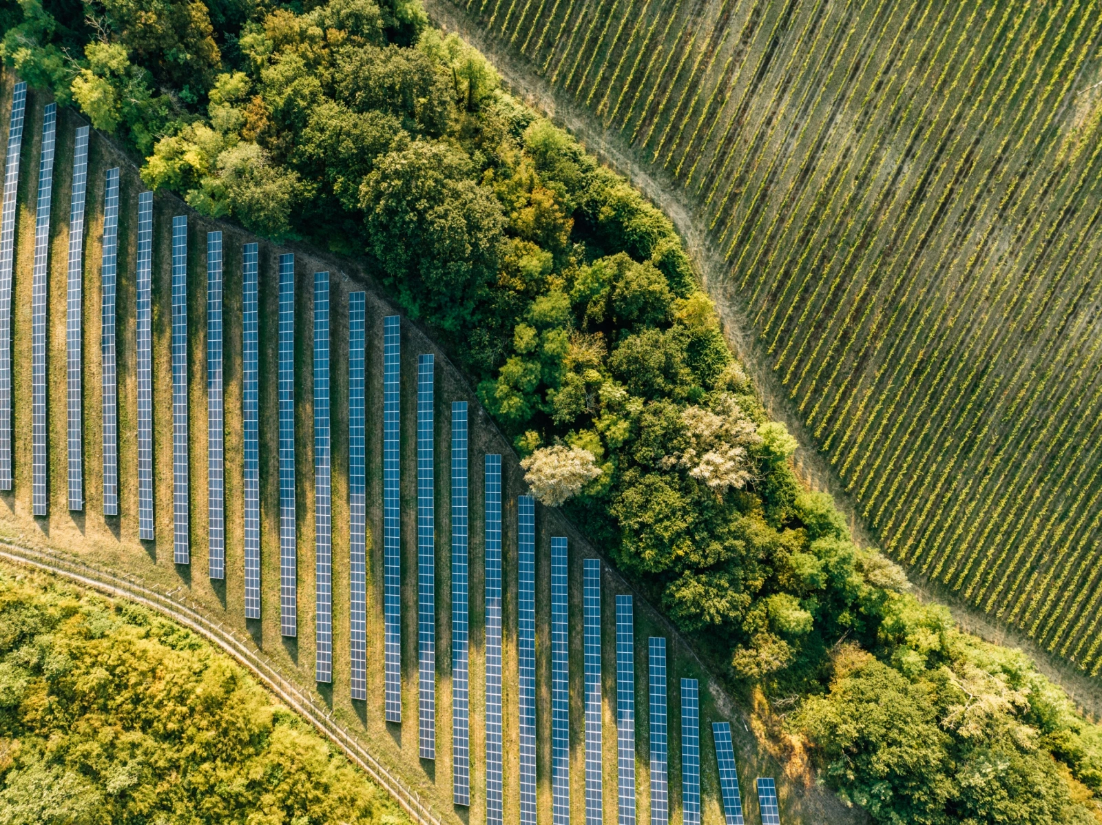 Sustentabilidade | O ESG como pilar estratégico na criação de valor, reforço da competitividade e geração de impacto positivo