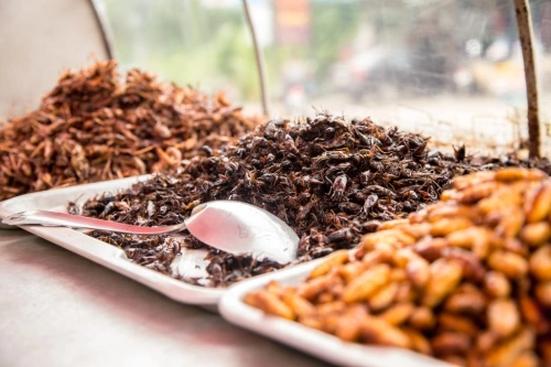 InsetERA quer revolucionar a indústria à base de proteína de insectos