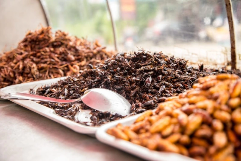 InsetERA quer revolucionar a indústria à base de proteína de insectos
